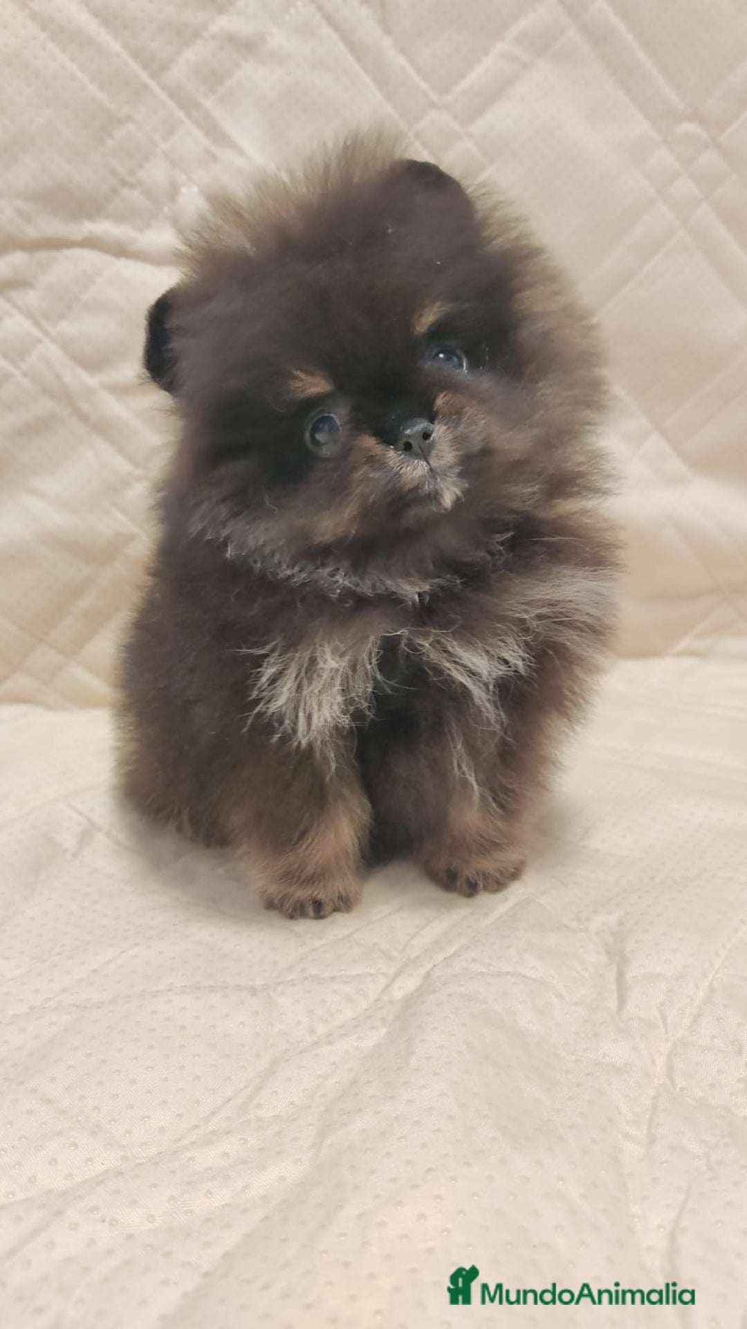 Pomerania perros en venta: Hembrita micro negro y fuego  - Imagen 1