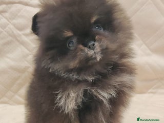 Pomerania perros - Anuncio 25