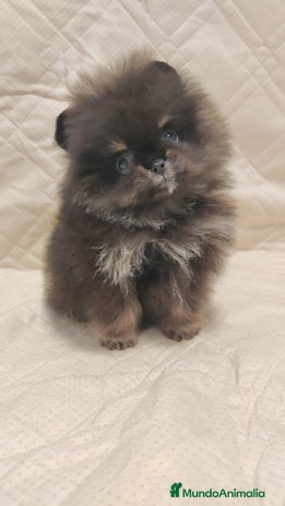 Pomerania perros - Anuncio 15