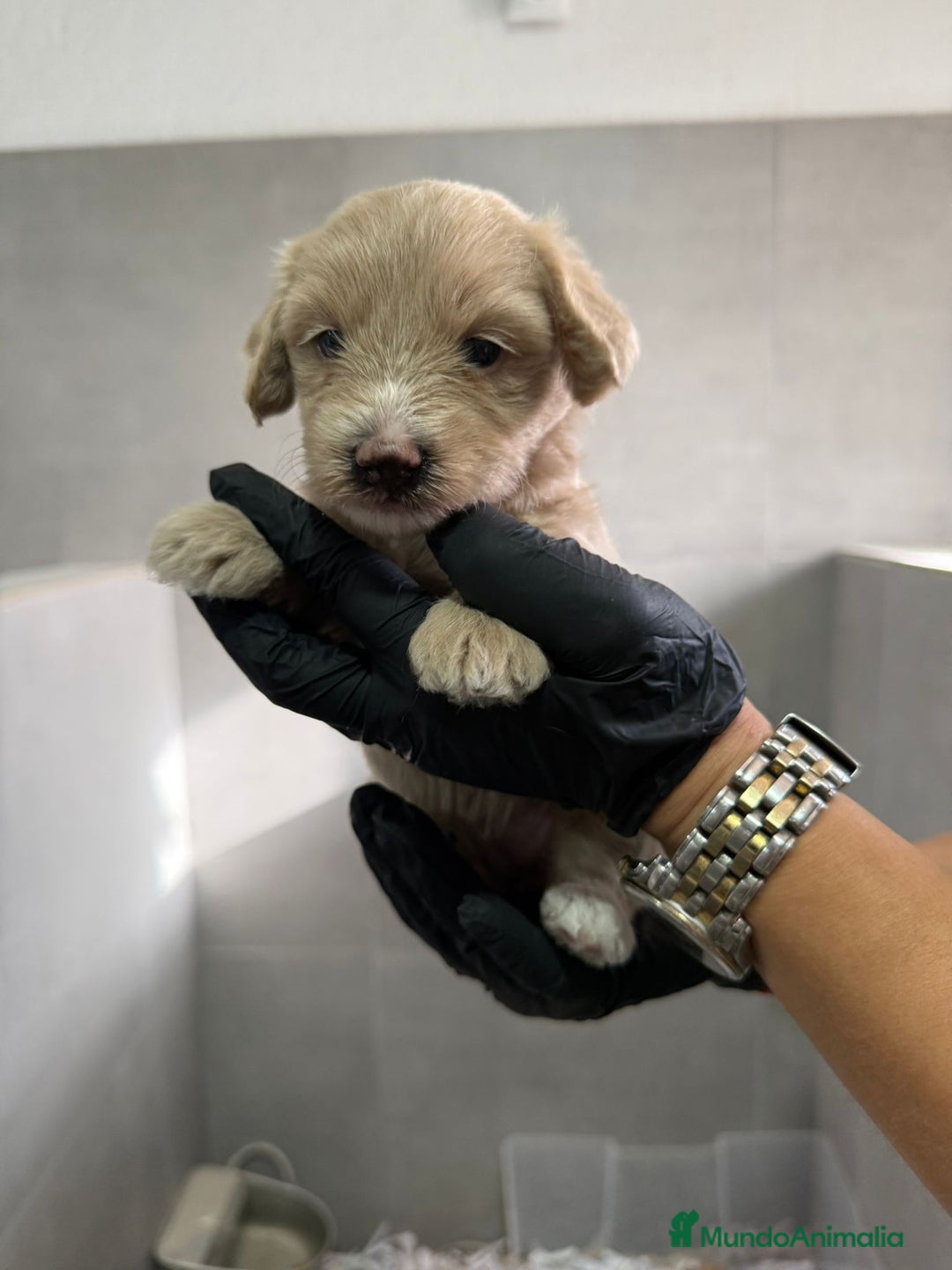 Maltipoo perros en venta: CACHORROS DE MALTIPOO - Imagen 4