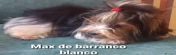Biewer Yorkshire Terrier a la Pom Pon perros en venta: Biewer con pedigree de la mejor calidad - Anuncio 5