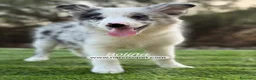 Border Collie perros en venta: BORDER COLLIE MERLE HEMBRA - Anuncio 6