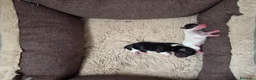 Biewer Yorkshire Terrier a la Pom Pon perros en venta: Yorkshire Biewer  - Anuncio 4