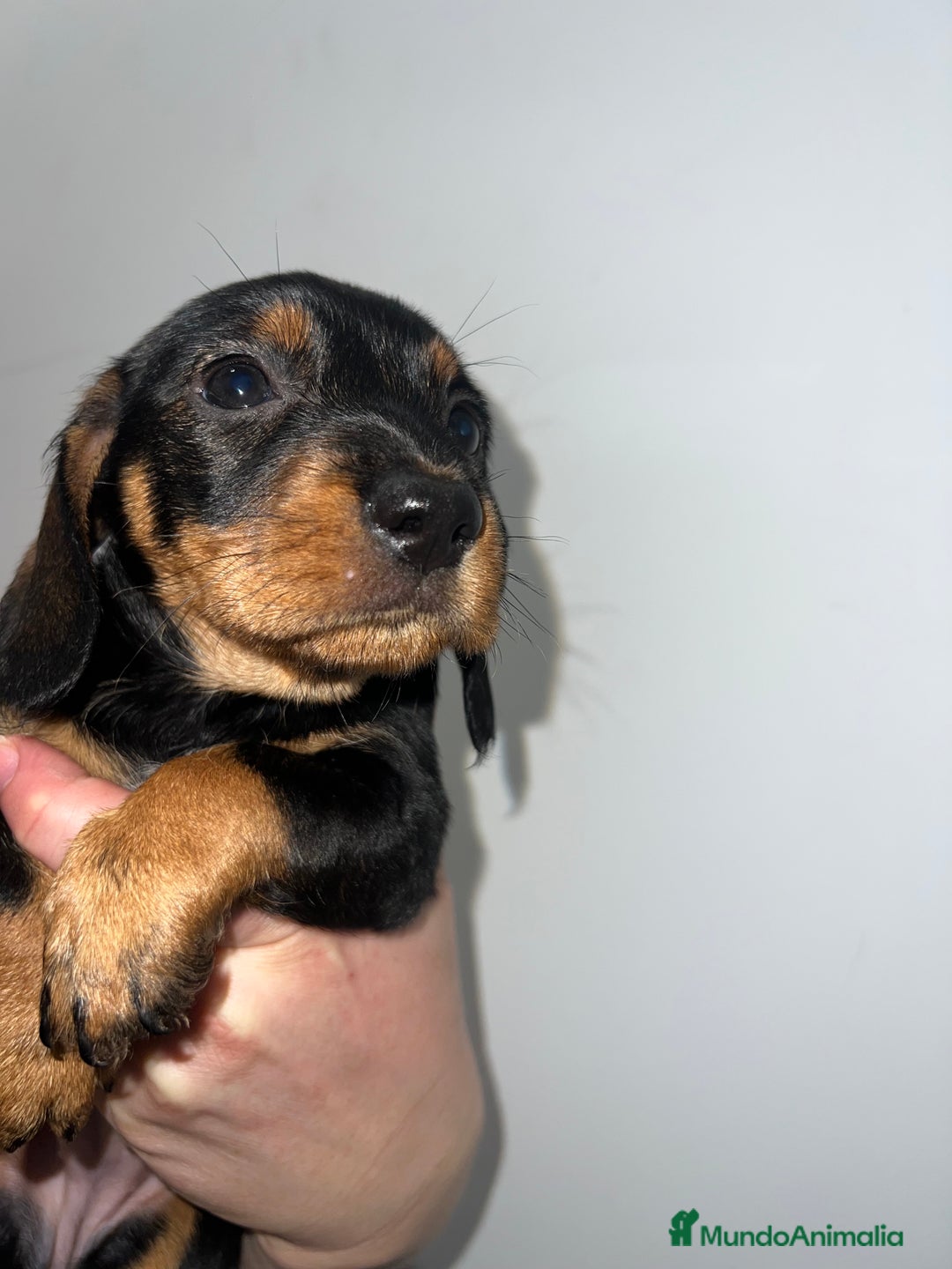 Teckel perros en venta: TECKEL HEMBRA DISPONIBLE 💖 - Anuncio 3