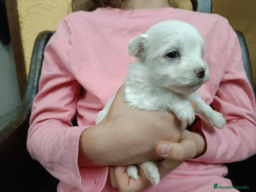 Bichón Maltés perros en venta: Maltes Toy - Anuncio 1