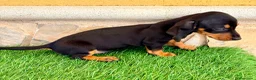 Teckel Miniatura perros en venta: Teckel miniatura negro fuego - Anuncio 17