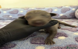 Whippet perros en venta: Whippet blue nueva camada - Imagen 8