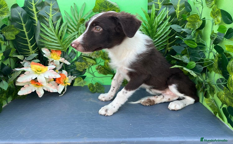 Border Collie perros - Anuncio 1