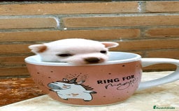 Chihuahua perros en venta: Chihuahuas mini - Imagen 2