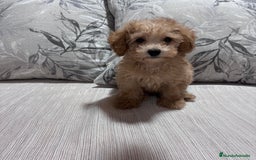 Caniche Toy perros en venta: Excelente ejemplar caniche toy - Imagen 5