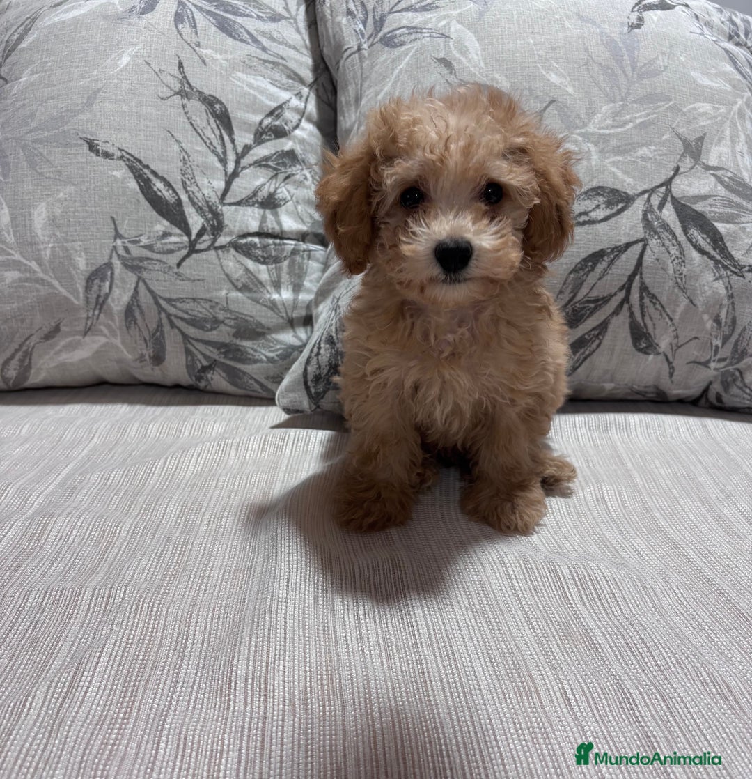 Caniche Toy perros en venta: Excelente ejemplar caniche toy - Imagen 5
