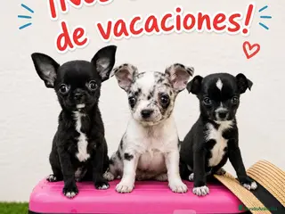 Chihuahua perros Chihuahuas micro toy de máxima calidad - Anuncio 26