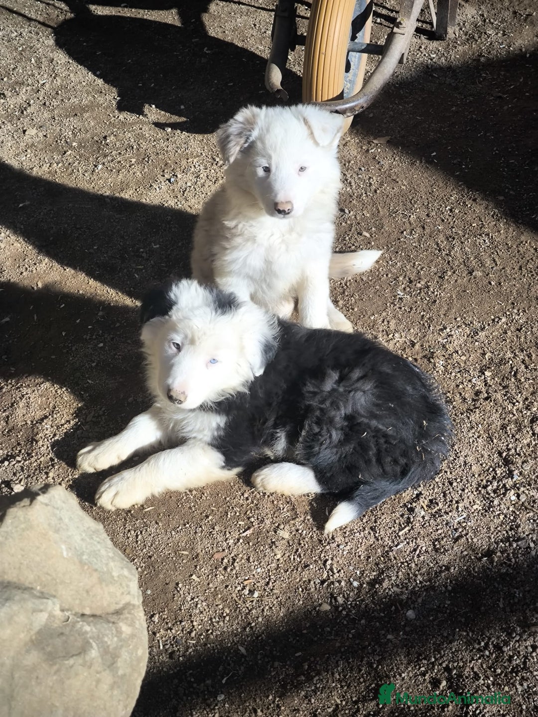 Border Collie perros en venta: Cachorros border collie ojos azules  - Anuncio 2