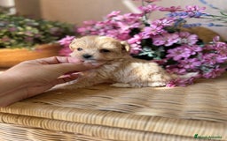 Maltipoo perros en venta: Maltipoo tacita de Té (hembra ) - Imagen 4