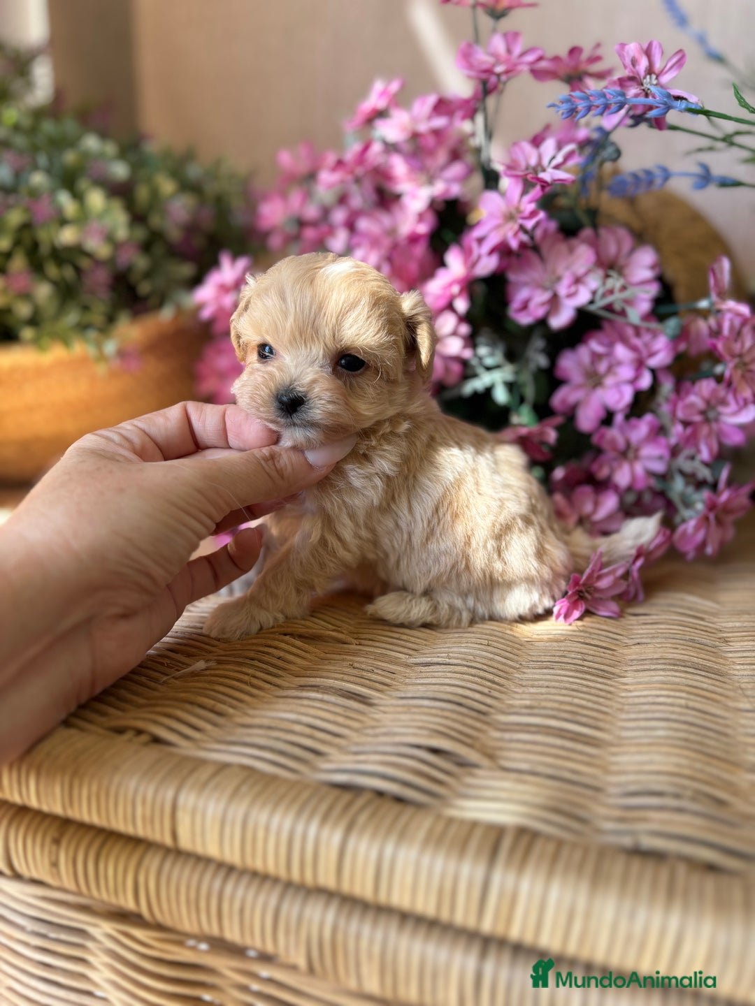 Maltipoo perros en venta: Maltipoo tacita de Té (hembra ) - Imagen 4