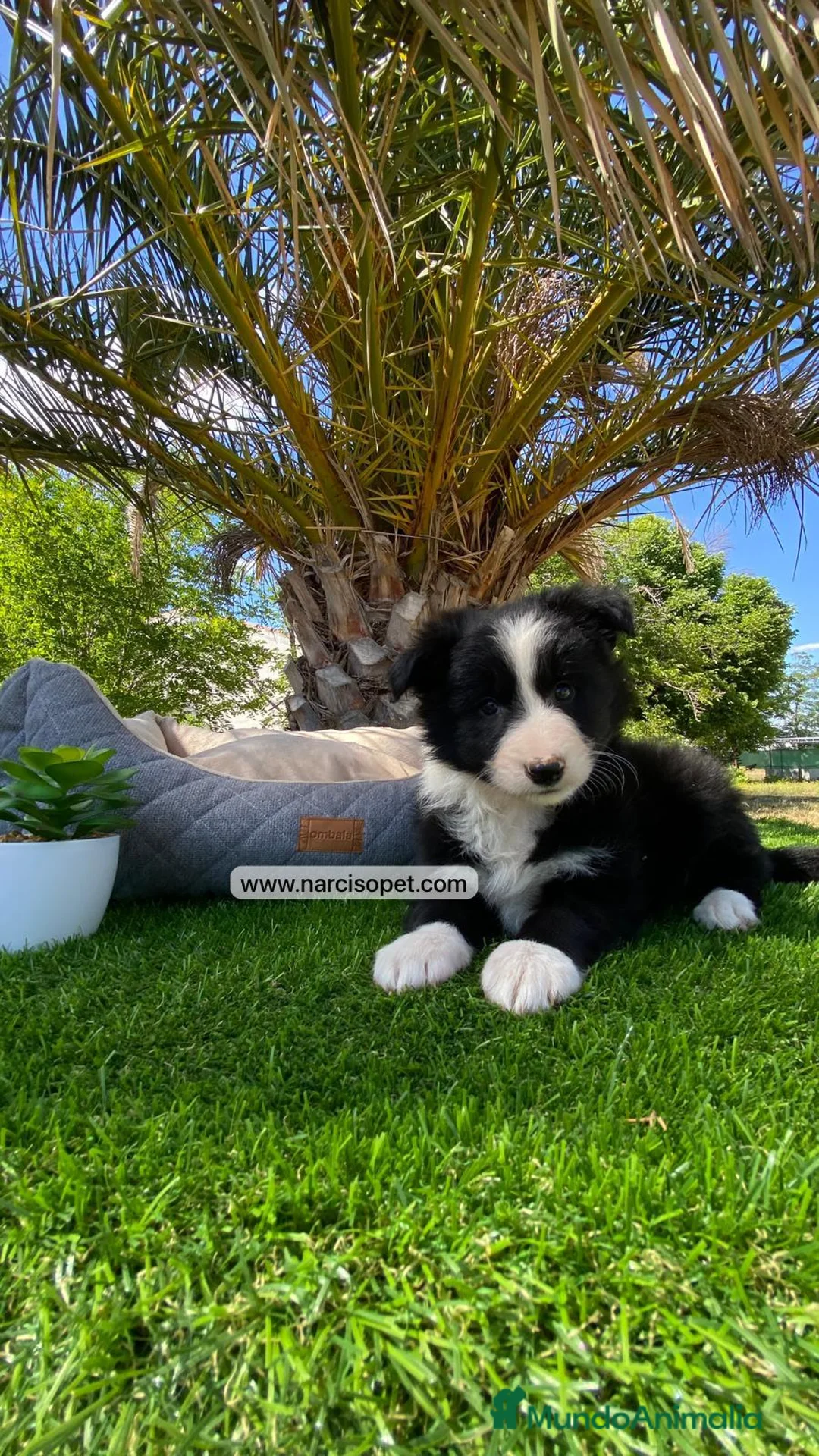 Border Collie perros en venta: BORDER COLLIE HEMBRA   - Anuncio 4