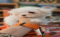 Bichón Maltés perros en venta: Bichon maltés  en Cádiz - Imagen 2