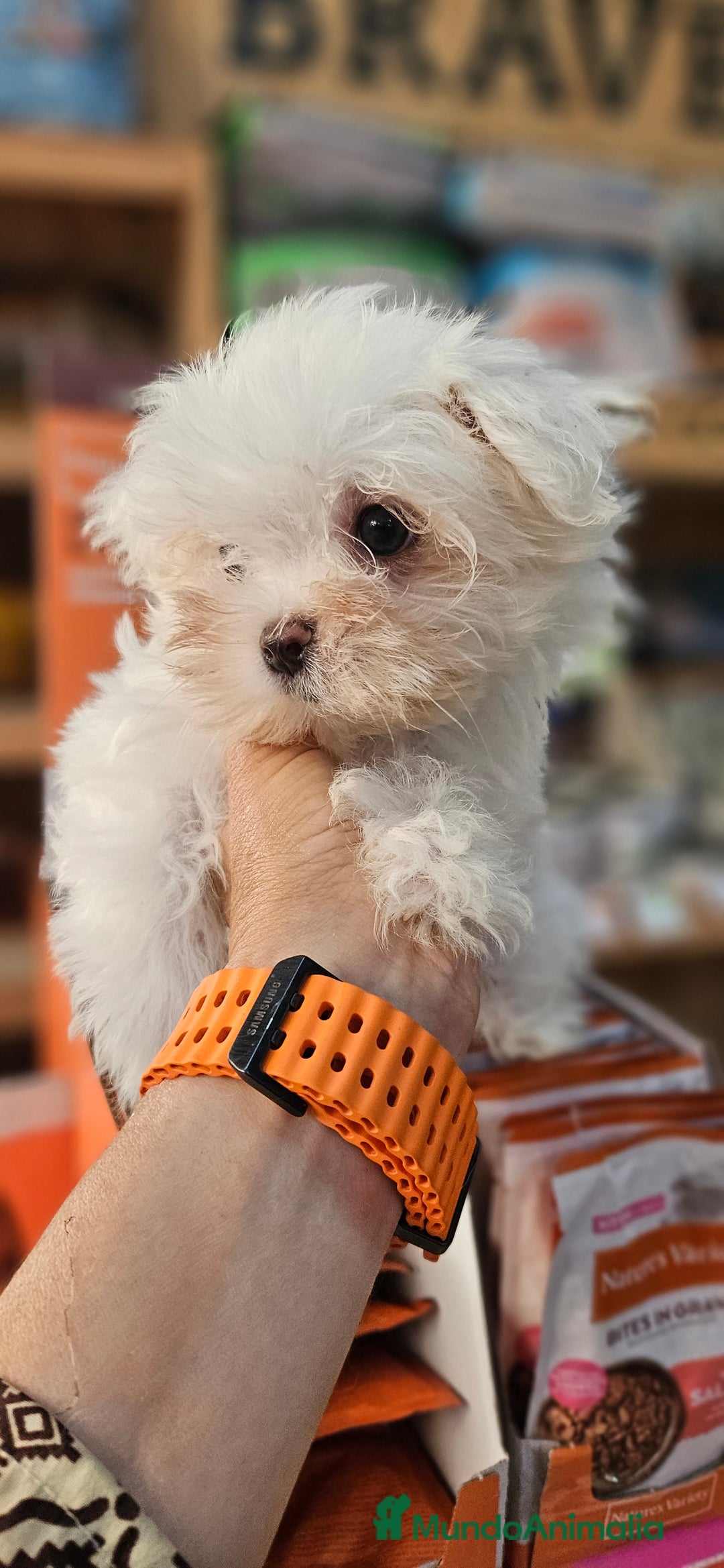 Bichón Maltés perros en venta: Bichon maltés  en Cádiz - Imagen 2