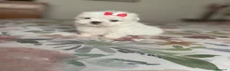 Bichón Maltés perros en venta: Bichon maltés  - Anuncio 3