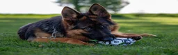 Pastor Alemán perros en venta: Pastor Alemán familia - Anuncio 5