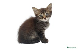 Siberiano gatos en venta: Gatitos siberianos hipoalergénicos - Imagen 1