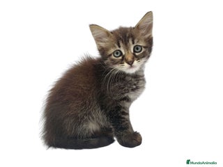 Siberiano gatos - Anuncio 3