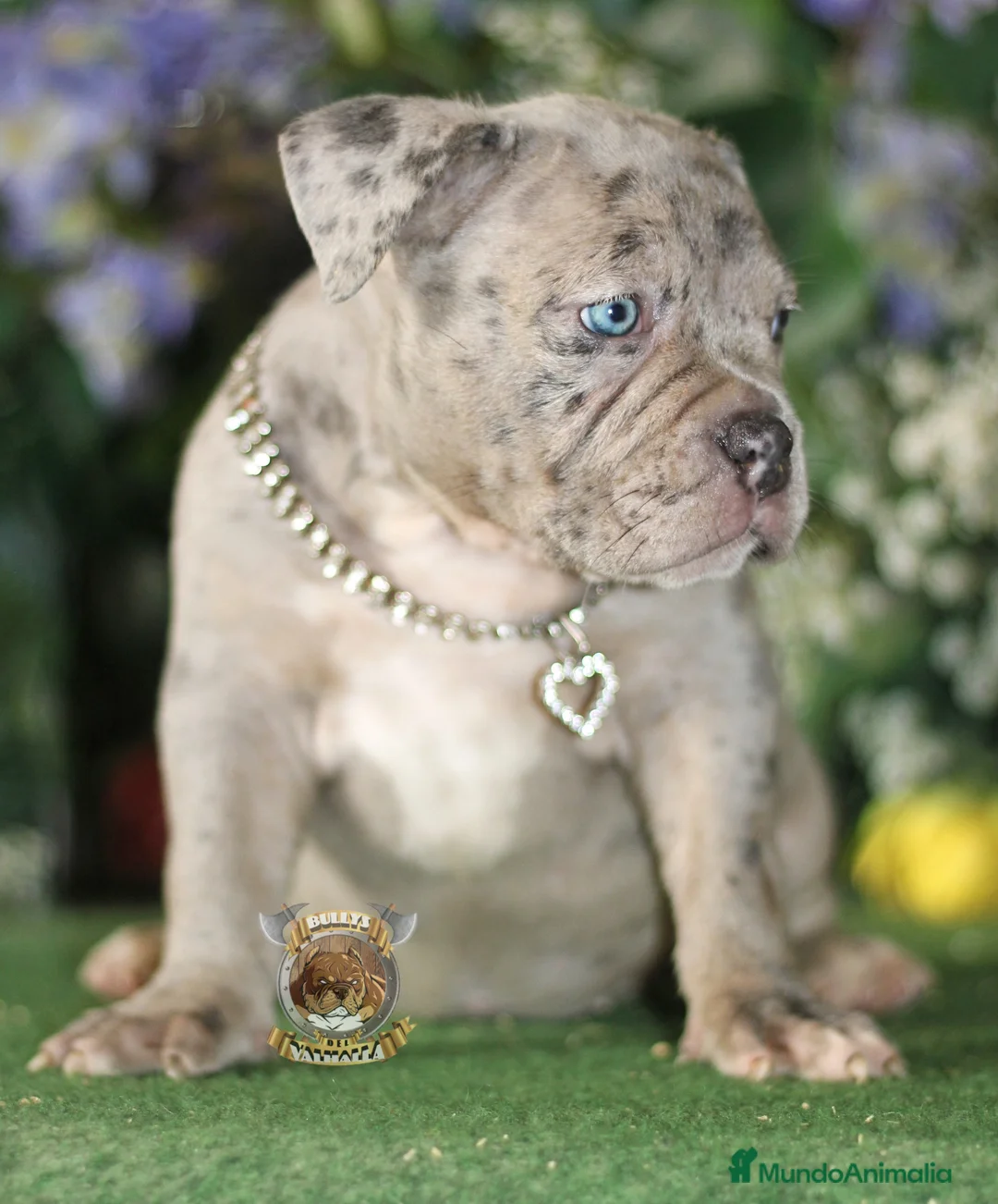 American Bully perros en venta: AMERICAN BULLY CRIADORES  en Sevilla - Anuncio 2