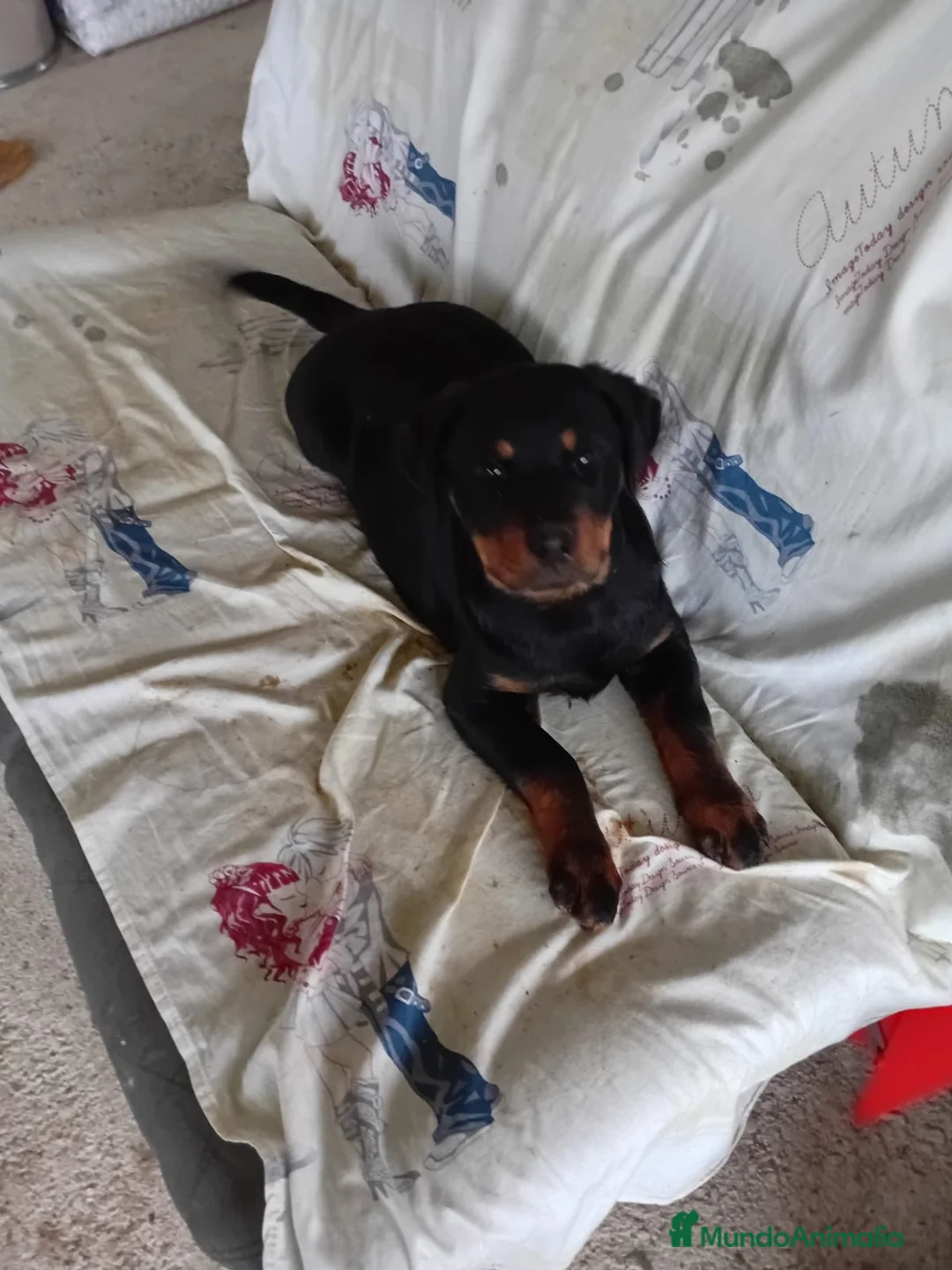 Rottweiler perros en venta: Hembra de rotweiller 3 meses - Anuncio 2