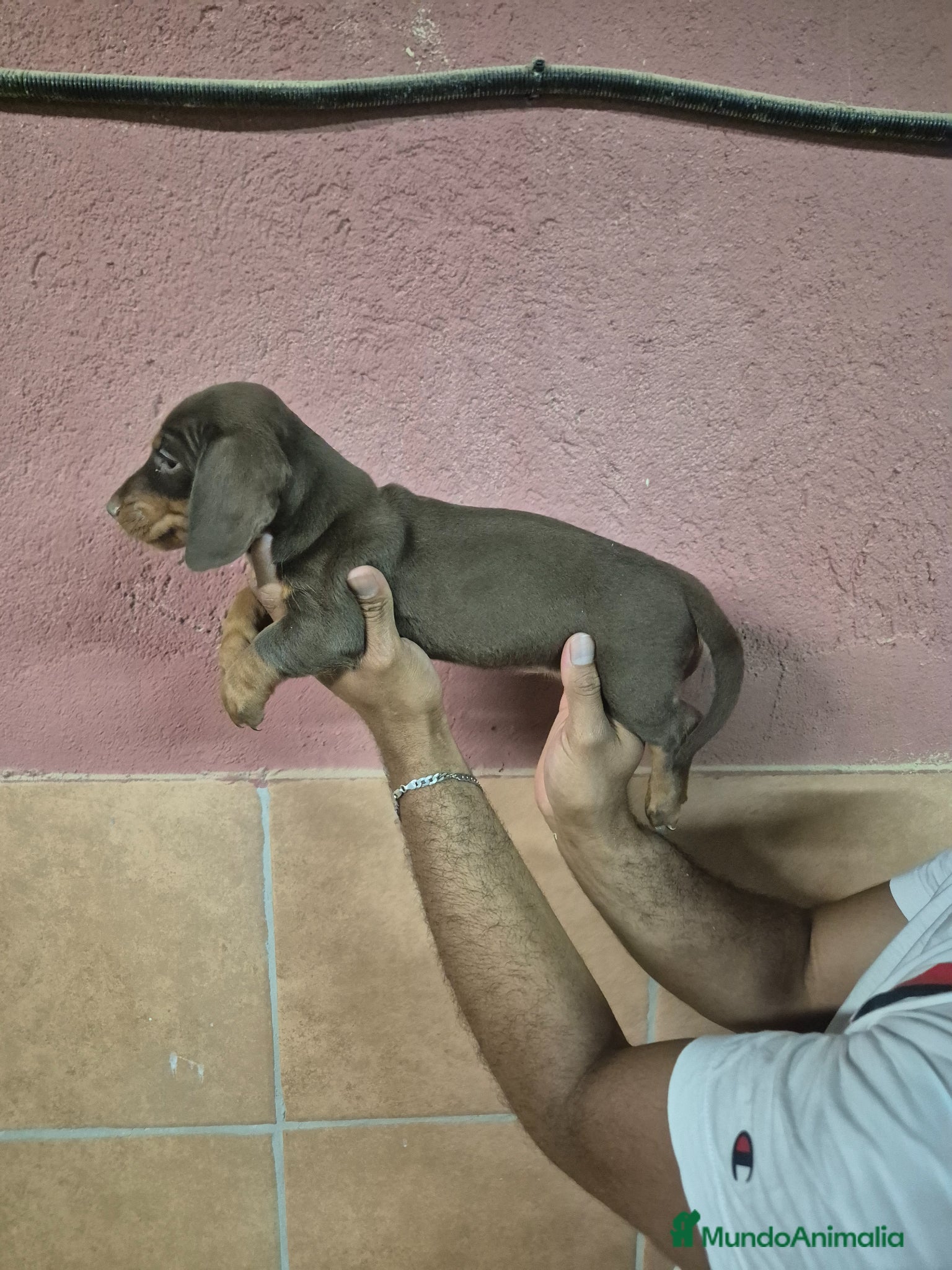 Teckel Miniatura perros Teckel arlequín chocolate y chocolate 🍫  - Anuncio 2