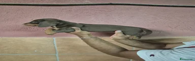 Teckel Miniatura Cachorro 6