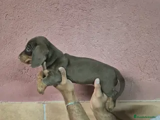 Teckel Miniatura perros Teckel arlequín chocolate y chocolate 🍫 - Anuncio 2