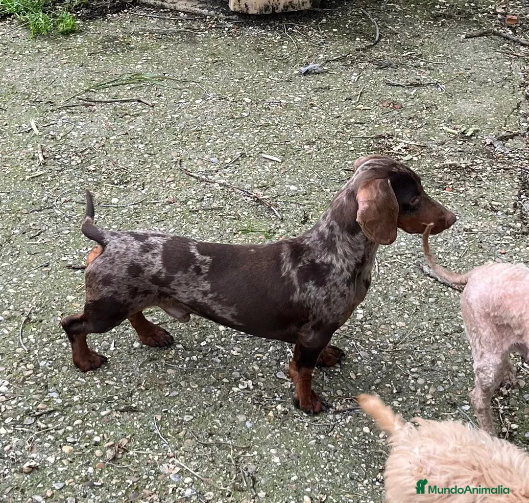 Teckel Miniatura perros en venta: Tekel mini HEMBRA - Anuncio 1