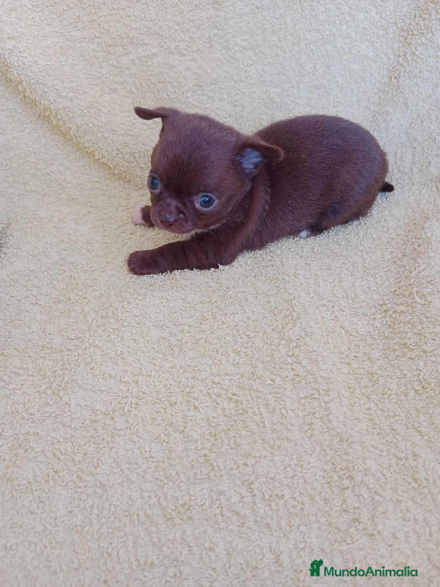Chihuahua perros IMPRESIONANTE  CHIHUAHUA   LINEA  TOY   - Anuncio 2