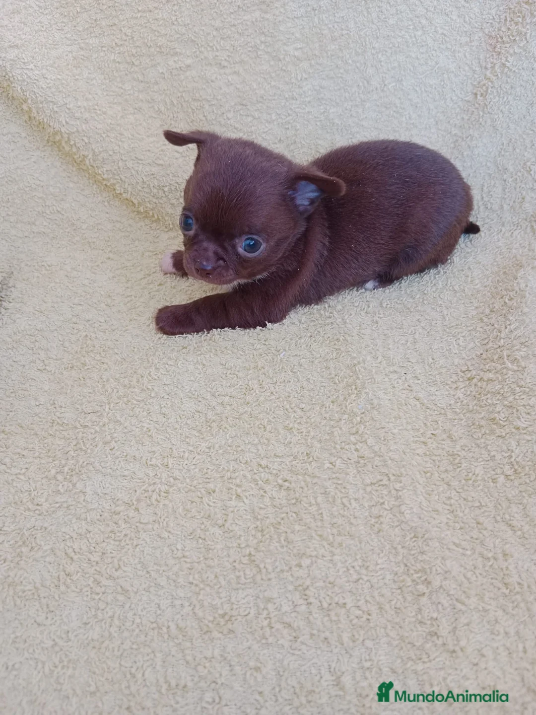 Chihuahua perros en venta: IMPRESIONANTE  CHIHUAHUA   LINEA  TOY   - Anuncio 1