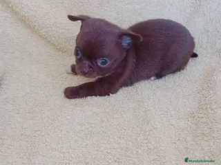 Chihuahua perros IMPRESIONANTE CHIHUAHUA LINEA TOY - Anuncio 2