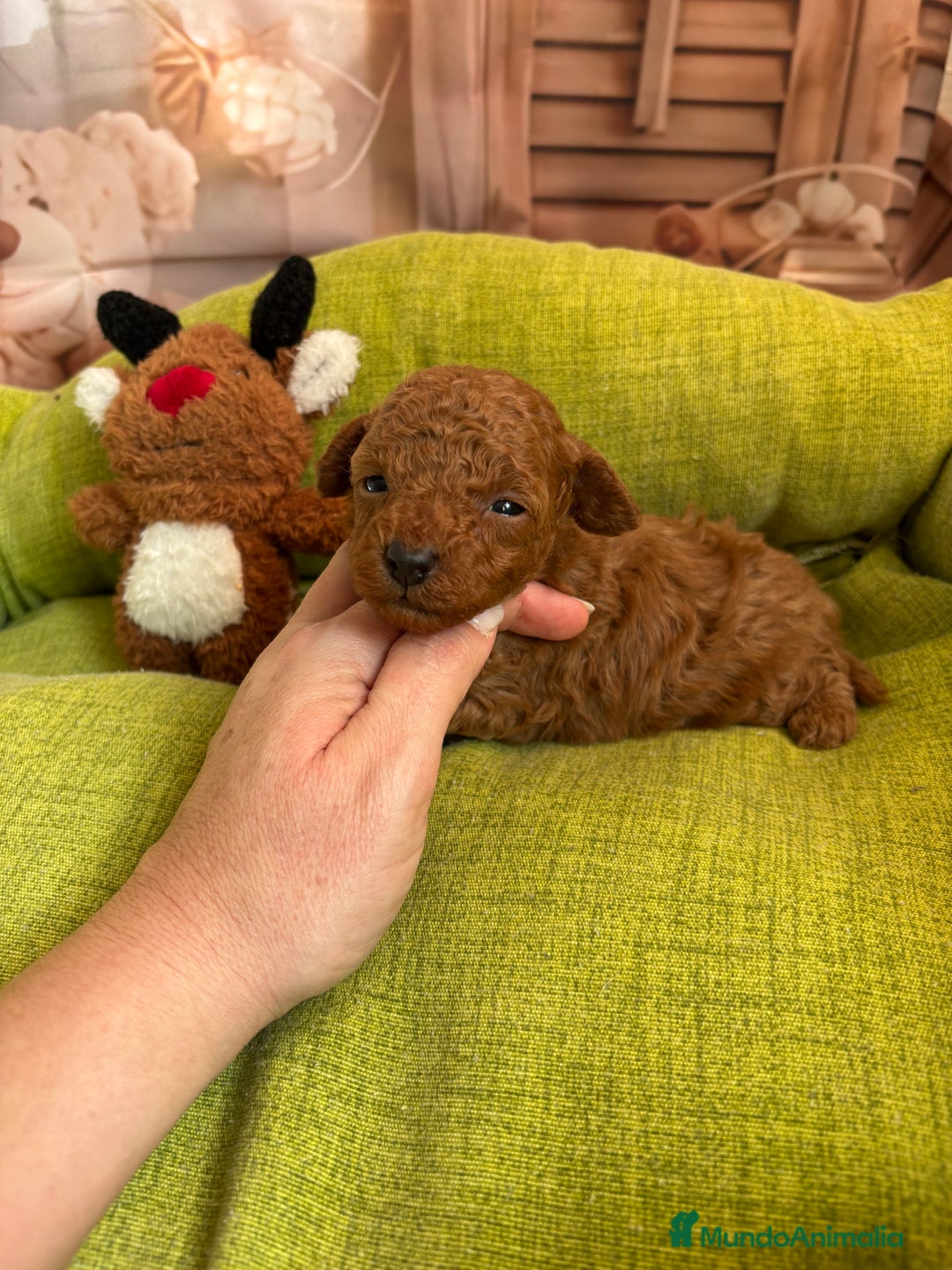 Caniche Toy perros en venta: Caniche toy rojo  - Anuncio 3