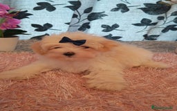 Maltipoo perros en venta: Maltipoo  - Imagen 3