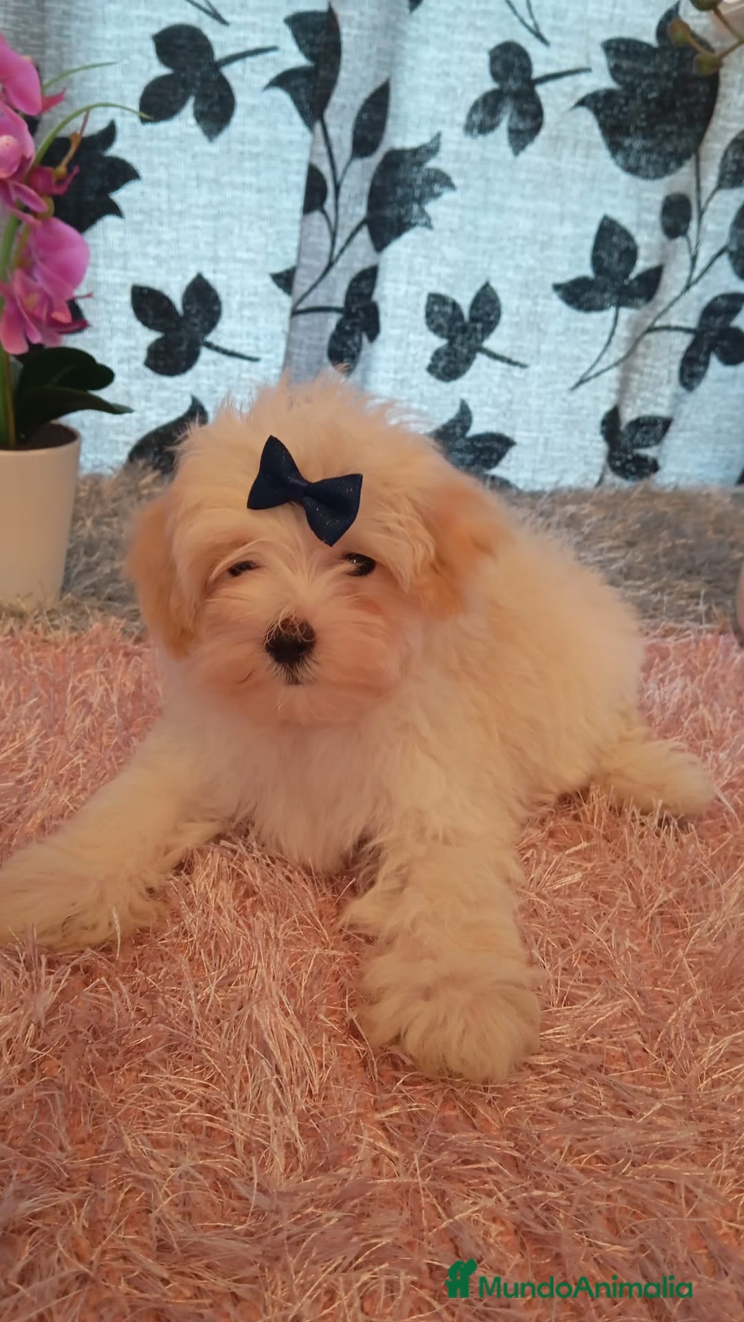 Maltipoo perros en venta: Maltipoo  - Imagen 3
