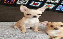 Chihuahua perros en venta: Chihuahua miniatura  - Anuncio 1