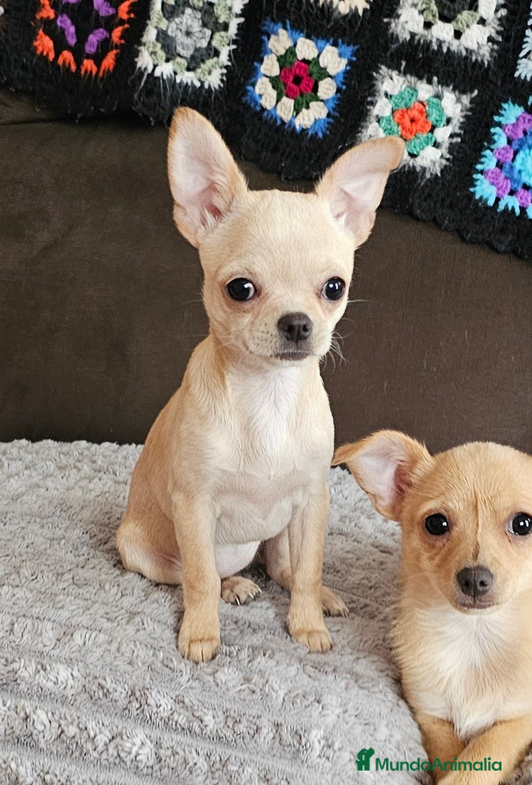 Chihuahua perros en venta: Chihuahua miniatura  - Anuncio 1