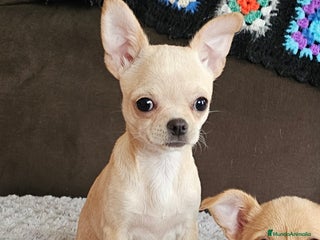 Chihuahua perros Chihuahua miniatura - Anuncio 1