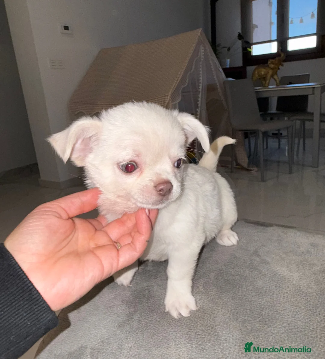 Chihuahua perros en venta: Chihuahua pelo largo hembra ojos azules  - Anuncio 2