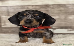 Teckel Miniatura perros en venta: TECKEL MINIATURA Y KANINCHEN - Imagen 4