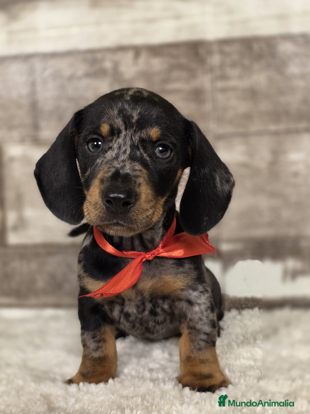 Teckel Miniatura perros en venta: TECKEL MINIATURA Y KANINCHEN - Imagen 4