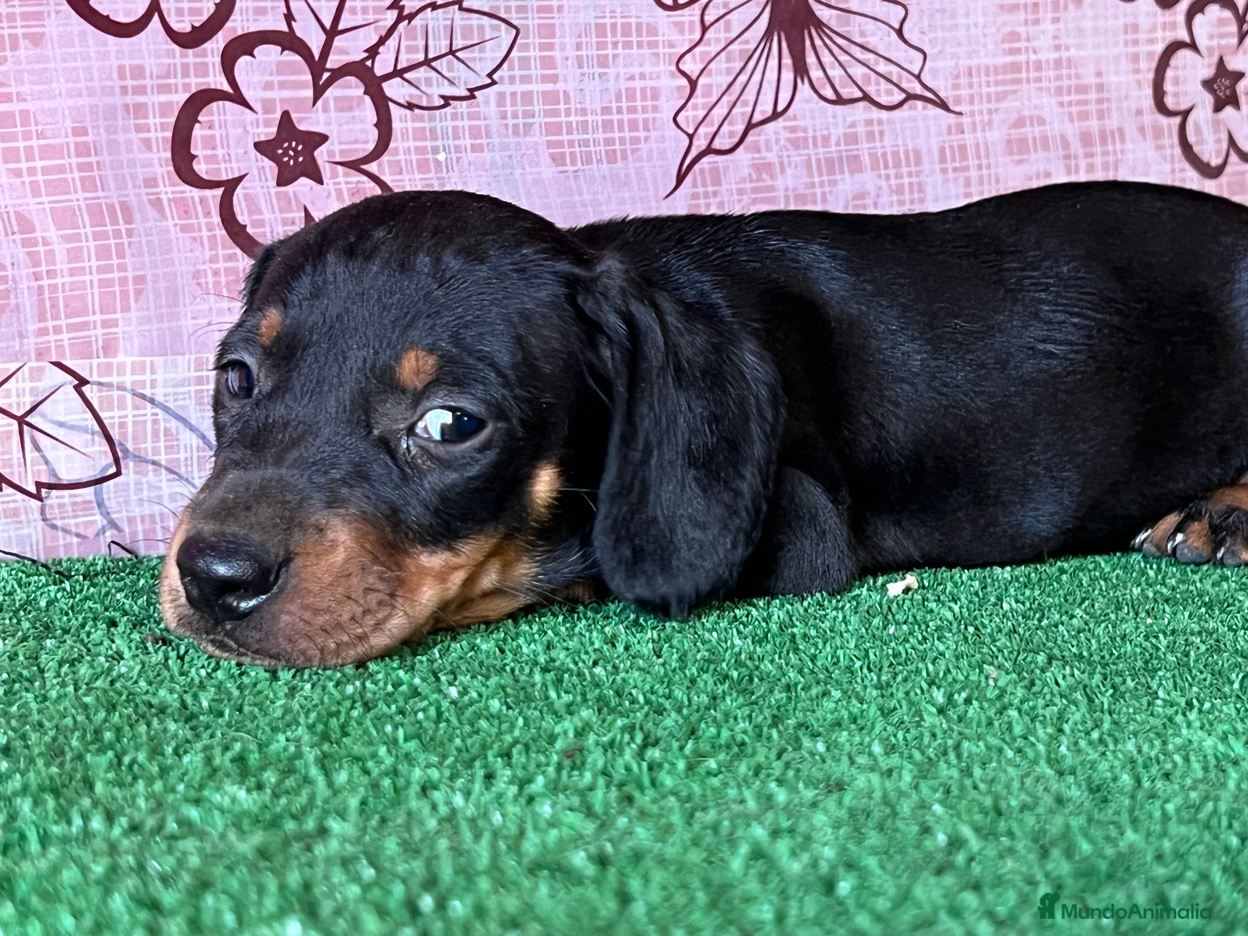 Teckel Miniatura perros Teckel miniatura pura raza  - Anuncio 25