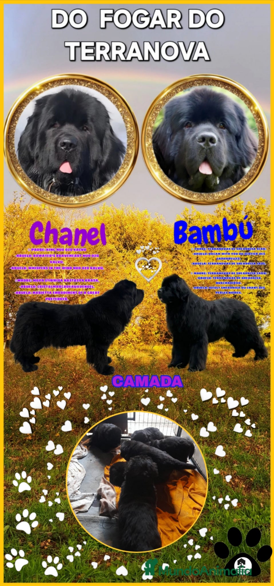 Terranova perros DISPONIBLES CACHORROS DE TERRANOVA - Anuncio 1