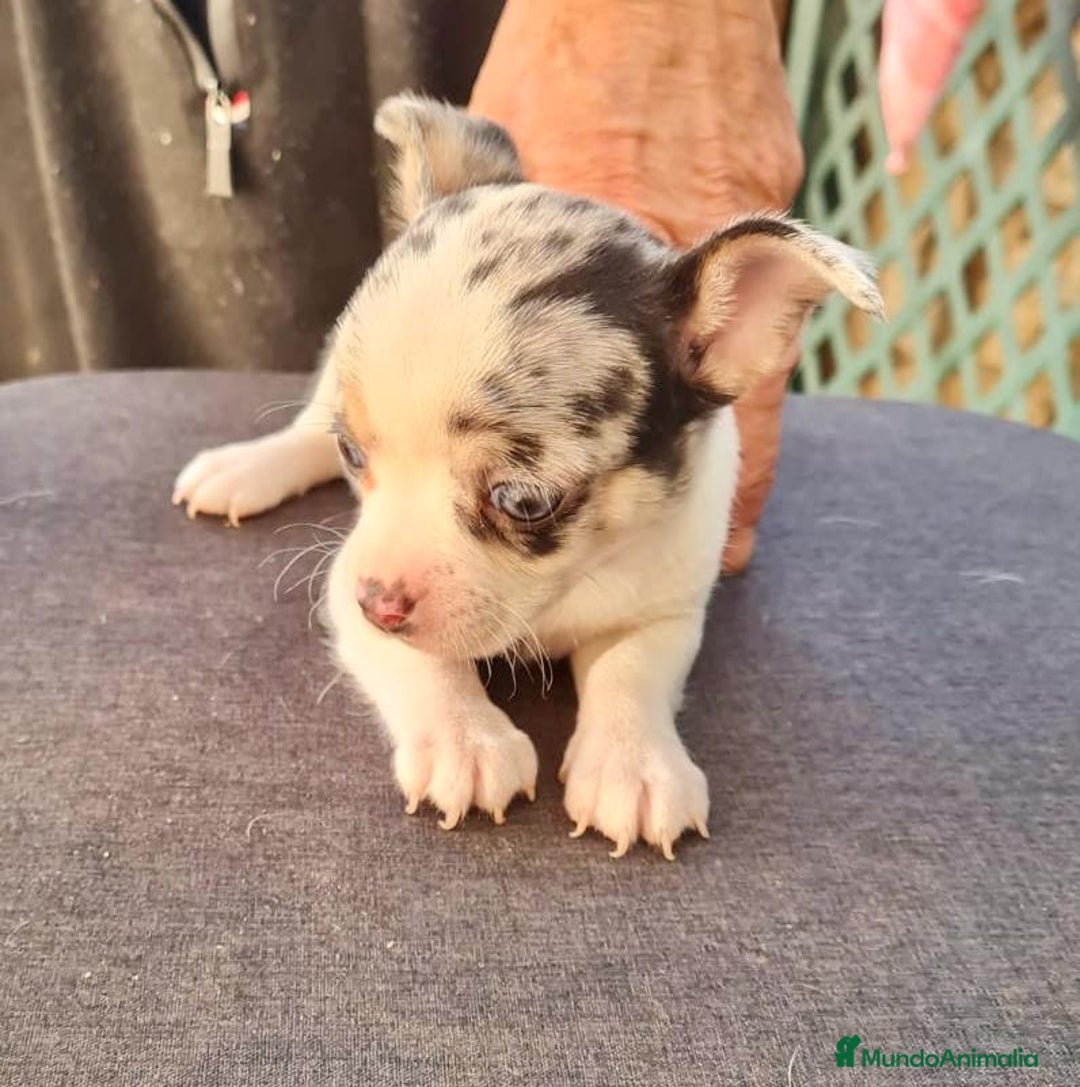 Chihuahua perros en venta: Chihuahua toy - Anuncio 9