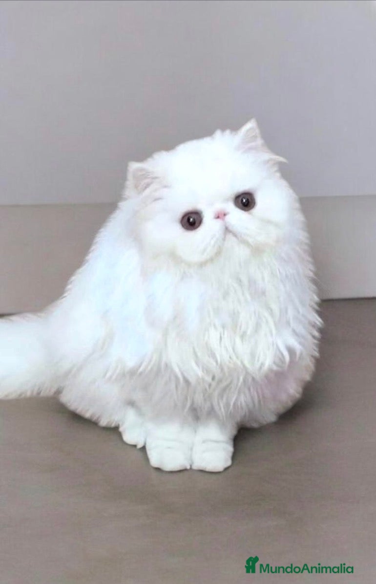 Persa gatos Persa hembra - Anuncio 1