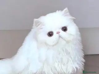 Persa gatos Persa hembra - Anuncio 1