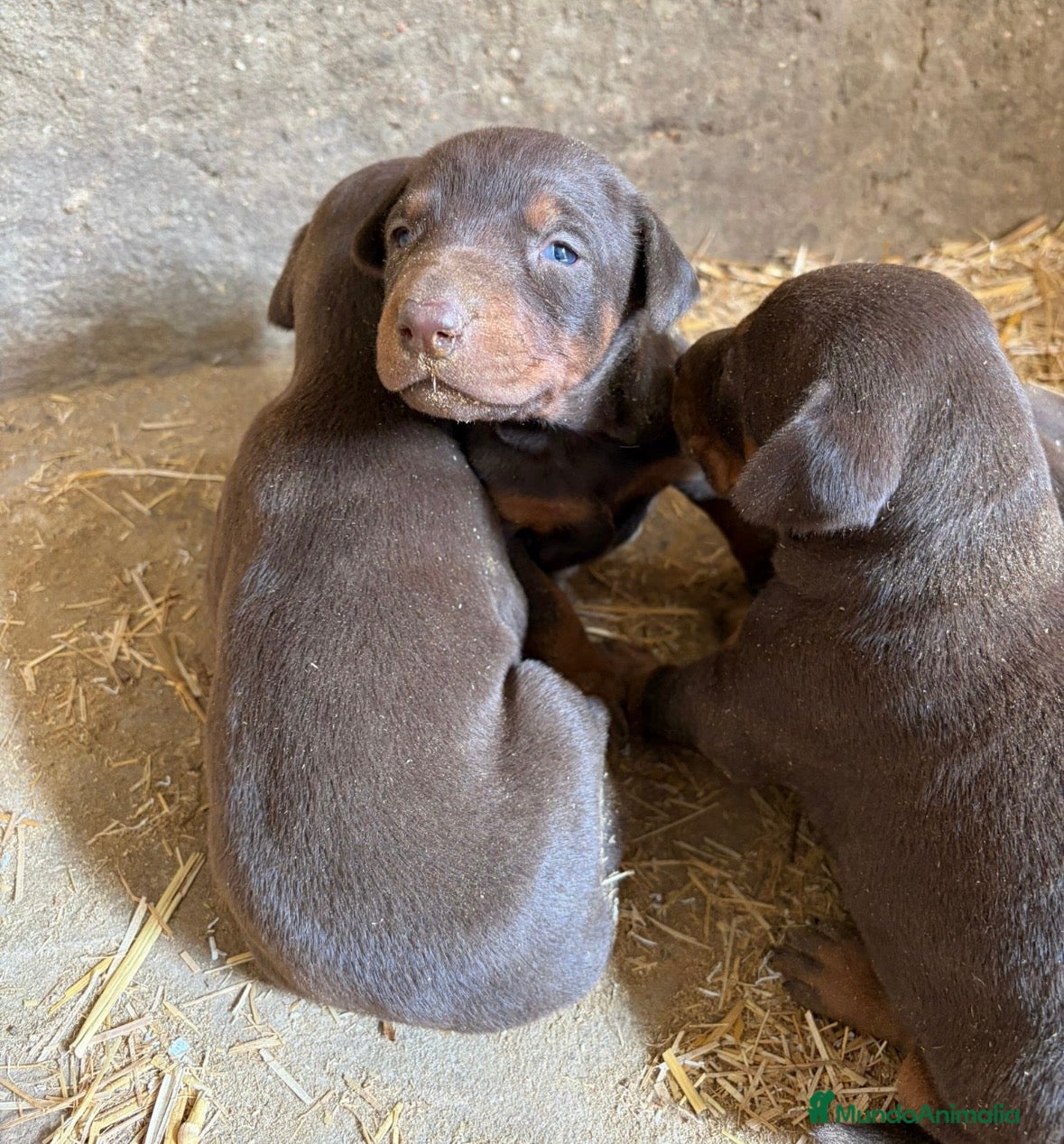 Dobermann perros Preciosos Doberman chocolate disponible  en Alicante - Anuncio 2
